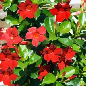 Red Mandevilla Live Plant Set - 2 Vines, 4-6