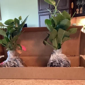 Red Mandevilla Live Plant Set - 2 Vines, 4-6