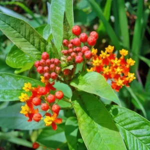 Red Milkweed Live Plant - Asclepias perennis - Set of 2, 3-6" Tall, Outdoor - Image 2