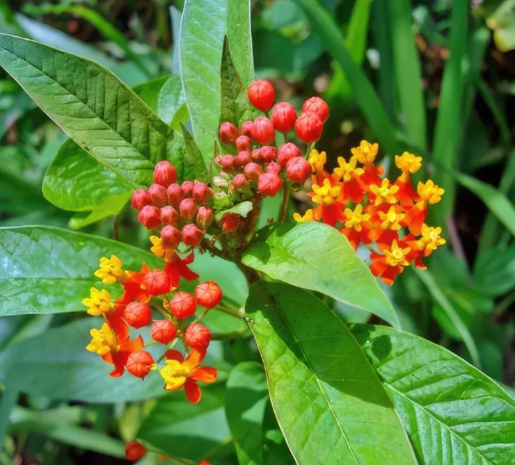 Red Milkweed Live Plant - Asclepias perennis - Set of 2, 3-6" Tall, Outdoor - Image 2