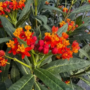 Red Milkweed Live Plant - Asclepias perennis - Set of 2, 3-6