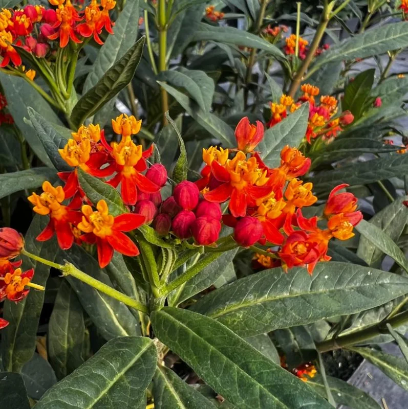 Red Milkweed Live Plant - Asclepias perennis - Set of 2, 3-6" Tall, Outdoor - Image 3