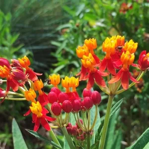Red Milkweed Live Plant - Asclepias perennis - Set of 2, 3-6