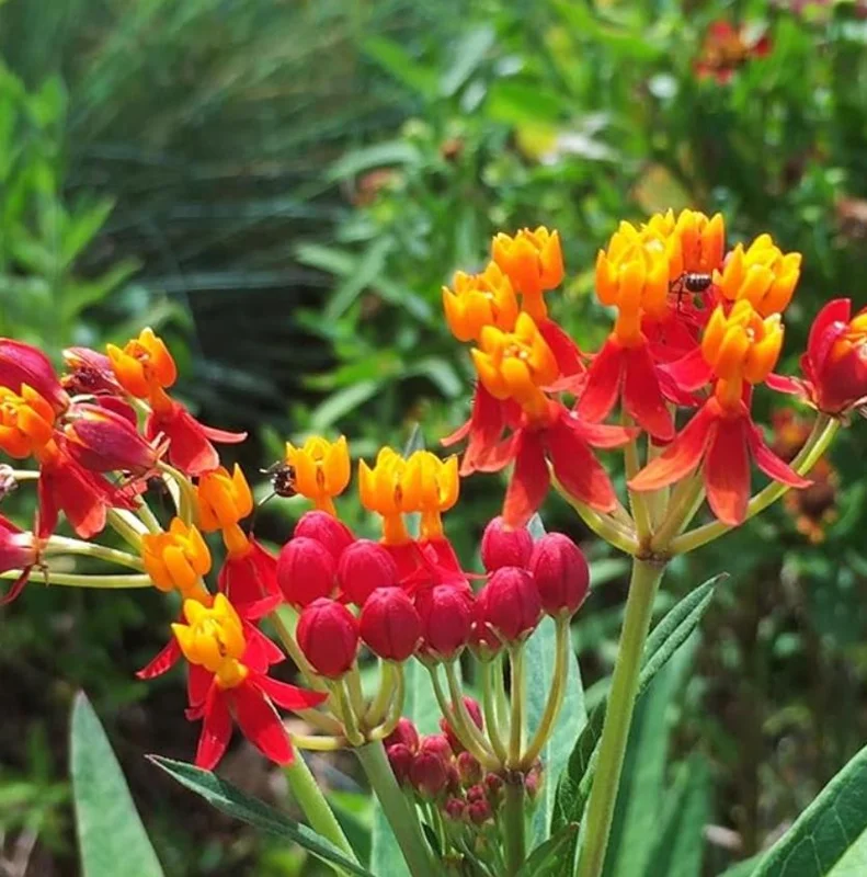 Red Milkweed Live Plant - Asclepias perennis - Set of 2, 3-6" Tall, Outdoor - Image 4