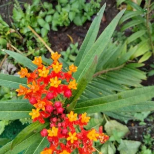Red Milkweed Live Plant - Asclepias perennis - Set of 2, 3-6