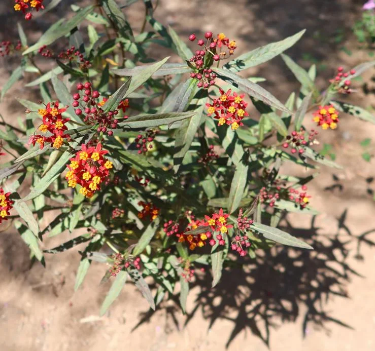 Red Milkweed Live Plant - Asclepias perennis - Set of 2, 3-6" Tall, Outdoor - Image 7