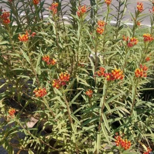 Red Milkweed Live Plant - Asclepias perennis - Set of 2, 3-6