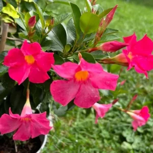 Red Riding Hood Mandevilla Live Plant - 2 Starter Plants, 4-6" Tall, Red Blooms, Climbing Vine - Image 2