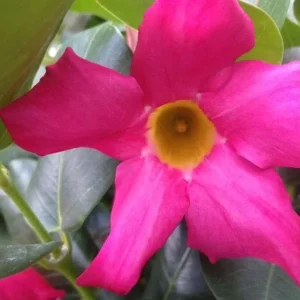 Red Riding Hood Mandevilla Live Plant - 2 Starter Plants, 4-6