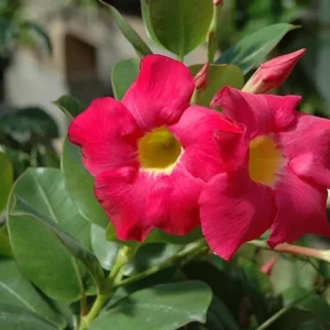 Red Riding Hood Mandevilla Live Plant - 2 Starter Plants, 4-6