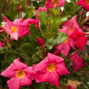 Red Riding Hood Mandevilla Live Plant - 2 Starter Plants, 4-6