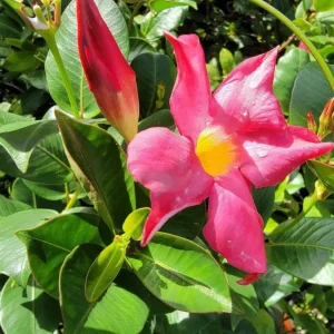 Red Riding Hood Mandevilla Live Plant - 2 Starter Plants, 4-6" Tall, Red Blooms, Climbing Vine - Image 1