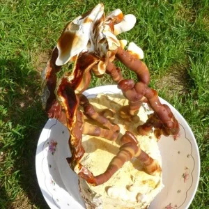 Reishi Mushroom Mycelium Spawn on Dry Seeds - 20g for Cultivation - Image 3