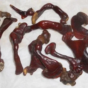 Reishi Mushroom Mycelium Spawn on Dry Seeds - 20g for Cultivation - Image 4