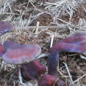 Reishi Mushroom Mycelium Spawn on Dry Seeds - 20g for Cultivation - Image 6