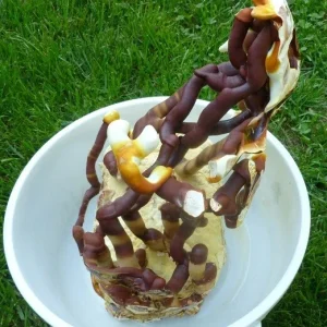 Reishi Mushroom Mycelium Spawn on Dry Seeds - 20g for Cultivation - Image 1