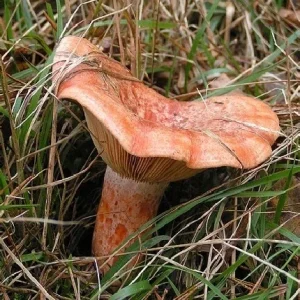 Saffron Milk Cap Mycelium Spawn (Lactarius deliciosus) on Dry Seeds - Outdoor Mushroom Cultivation - Image 1