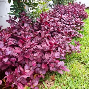 Set of 2 Alternanthera 'Little Ruby' Live Plants – 4-6" Tall – Ruby-Purple Foliage - Image 2