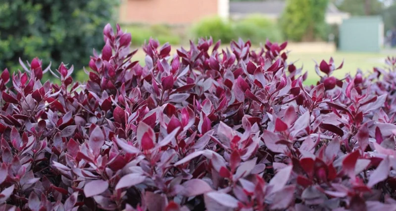 Set of 2 Alternanthera 'Little Ruby' Live Plants – 4-6" Tall – Ruby-Purple Foliage - Image 3
