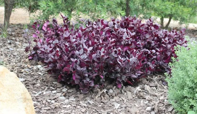Set of 2 Alternanthera 'Little Ruby' Live Plants – 4-6" Tall – Ruby-Purple Foliage - Image 4
