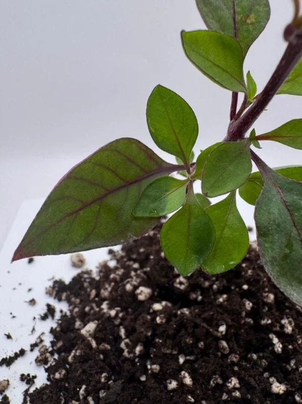 Set of 2 Alternanthera 'Little Ruby' Live Plants – 4-6" Tall – Ruby-Purple Foliage - Image 5