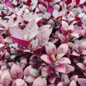 Set of 2 Alternanthera 'Little Ruby' Live Plants – 4-6" Tall – Ruby-Purple Foliage - Image 1