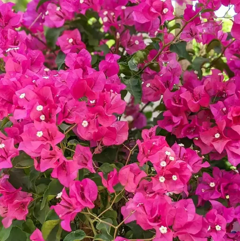 Set of 2 Barbara Karst Bougainvillea Live Plants - 4-6" Tall Tropical Ornamental Vine - Image 3
