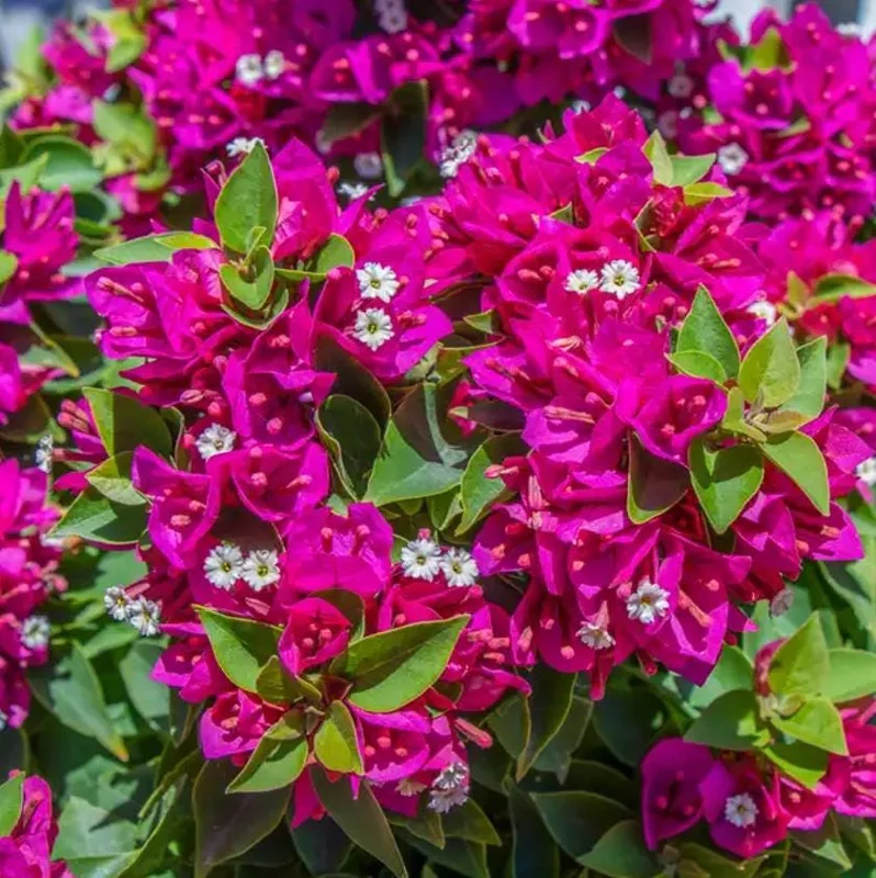 Set of 2 Barbara Karst Bougainvillea Live Plants - 4-6" Tall Tropical Ornamental Vine - Image 4