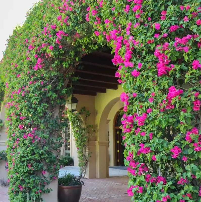 Set of 2 Barbara Karst Bougainvillea Live Plants - 4-6" Tall Tropical Ornamental Vine - Image 5