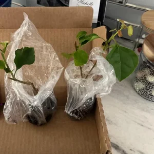 Set of 2 Barbara Karst Bougainvillea Live Plants - 4-6