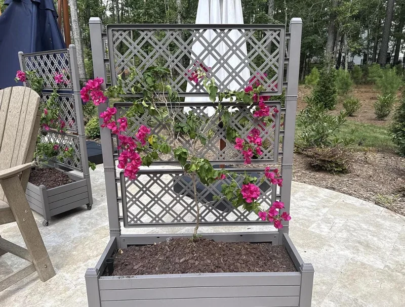 Set of 2 Barbara Karst Bougainvillea Live Plants - 4-6" Tall Tropical Ornamental Vine - Image 7