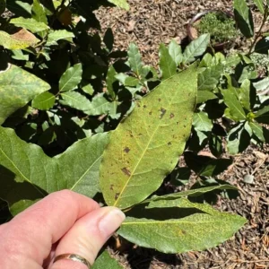Set of 2 Bay Laurel Live Plants - Laurus nobilis Culinary Herb 4-6