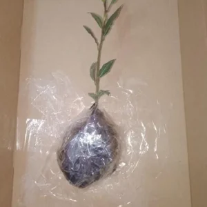 Set of 2 Bay Laurel Live Plants - Laurus nobilis Culinary Herb 4-6