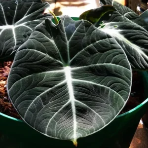 Set of 2 Black Velvet Alocasia Live Plants - Alocasia Reginula - 4-6" Tall Compact Indoor Houseplant - Image 2