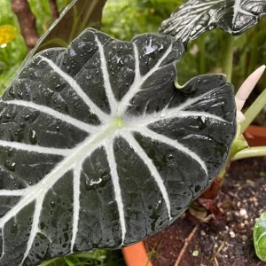 Set of 2 Black Velvet Alocasia Live Plants - Alocasia Reginula - 4-6