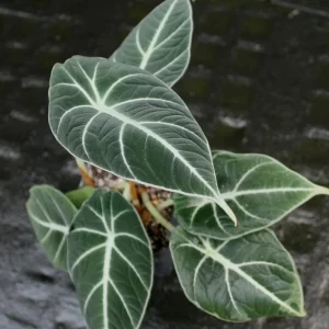 Set of 2 Black Velvet Alocasia Live Plants - Alocasia Reginula - 4-6