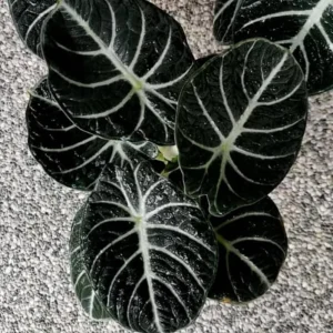 Set of 2 Black Velvet Alocasia Live Plants - Alocasia Reginula - 4-6