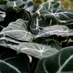 Set of 2 Black Velvet Alocasia Live Plants - Alocasia Reginula - 4-6