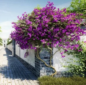 Set of 2 Blueberry Ice Bougainvillea Live Plant Starters 4-6" Tall - Outdoor Vine - Image 1
