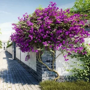 Set of 2 Blueberry Ice Bougainvillea Live Plant Starters 4-6" Tall - Outdoor Vine - Image 1