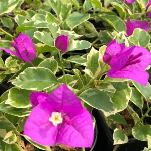 Set of 2 Blueberry Ice Bougainvillea Live Plant Starters 4-6" Tall - Outdoor Vine - Image 2