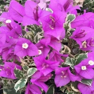 Set of 2 Blueberry Ice Bougainvillea Live Plant Starters 4-6