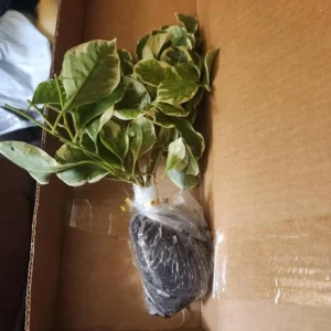 Set of 2 Blueberry Ice Bougainvillea Live Plant Starters 4-6