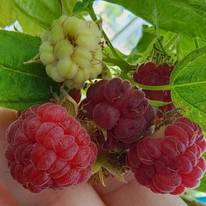 Set of 2 Caroline Red Raspberry Live Plants - 4