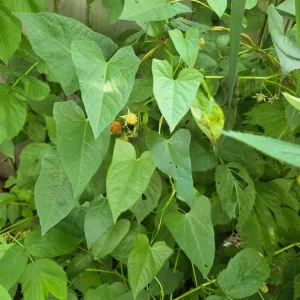 Set of 2 Caroline Red Raspberry Live Plants - 4