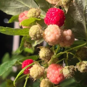 Set of 2 Caroline Red Raspberry Live Plants - 4