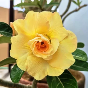 Set of 2 Double Yellow Desert Rose Live Plants – 4-6
