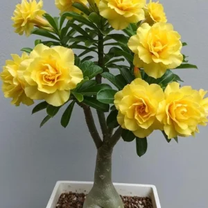 Set of 2 Double Yellow Desert Rose Live Plants – 4-6