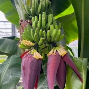 Set of 2 Dwarf Cavendish Banana Live Plants – 4-6" Tall Tropical Indoor/Outdoor - Image 2