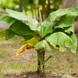 Set of 2 Dwarf Cavendish Banana Live Plants – 4-6